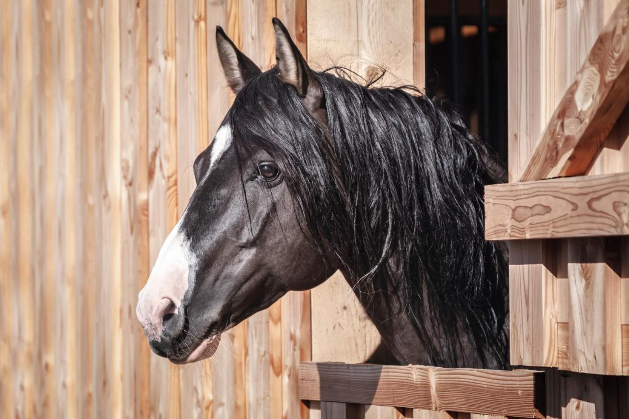 Ranchhouse Smoker- Westernstable - Horse Elterlein Kültér fotó